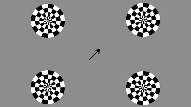 SSVEP experiment stimuli